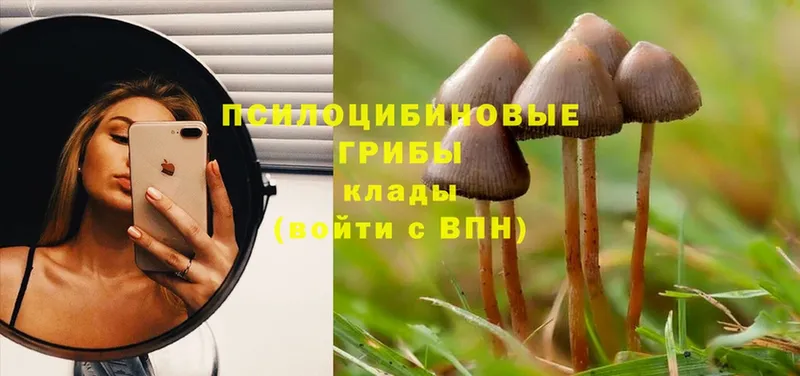 Псилоцибиновые грибы Psilocybe Петропавловск-Камчатский